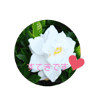 まんまるほんわか（個別スタンプ：4）
