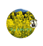 まんまるほんわか（個別スタンプ：5）