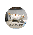 まんまるほんわか（個別スタンプ：12）