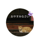 まんまるほんわか（個別スタンプ：14）