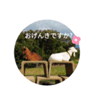 まんまるほんわか（個別スタンプ：16）