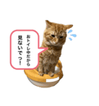 おちびーず3（個別スタンプ：5）