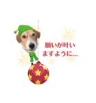 うめちゃんのクリスマス＆お正月（個別スタンプ：5）