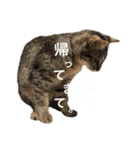 うにちゃんとろくんⅡ（個別スタンプ：6）