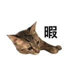 うにちゃんとろくんⅡ（個別スタンプ：7）