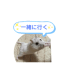 ハム庭スタンプ①（個別スタンプ：1）