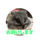 ハム庭スタンプ①（個別スタンプ：6）