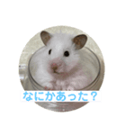 ハム庭スタンプ①（個別スタンプ：7）