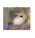ハム庭スタンプ①（個別スタンプ：8）