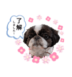 ペキシーズーのむうちゃん④（個別スタンプ：6）