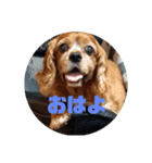 ココとレディの日常（個別スタンプ：1）