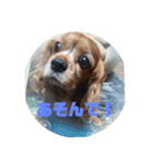 ココとレディの日常（個別スタンプ：6）