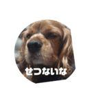 ココとレディの日常（個別スタンプ：10）