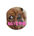 ココとレディの日常（個別スタンプ：13）