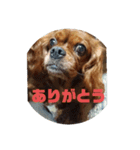 ココとレディの日常（個別スタンプ：16）