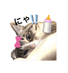 テオット5（個別スタンプ：6）