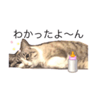 テオット5（個別スタンプ：7）