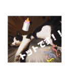 テオット5（個別スタンプ：16）