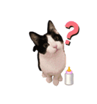 テオット5（個別スタンプ：21）