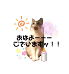 テオット5（個別スタンプ：27）