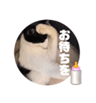 テオット5（個別スタンプ：35）