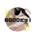 テオット5（個別スタンプ：37）