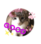 テオット5（個別スタンプ：38）
