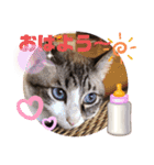 テオット5（個別スタンプ：39）