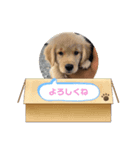 ゴールデンのきなこ（個別スタンプ：1）