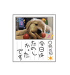 ゴールデンのきなこ（個別スタンプ：5）