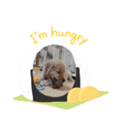 ゴールデンのきなこ（個別スタンプ：7）