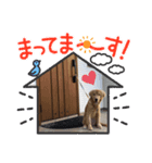 ゴールデンのきなこ（個別スタンプ：8）