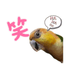 シロハラインコ(幼鳥)日常使えるスタンプ2（個別スタンプ：1）
