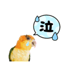 シロハラインコ(幼鳥)日常使えるスタンプ2（個別スタンプ：2）