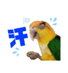 シロハラインコ(幼鳥)日常使えるスタンプ2（個別スタンプ：3）
