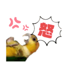 シロハラインコ(幼鳥)日常使えるスタンプ2（個別スタンプ：4）