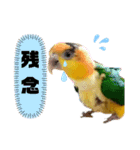 シロハラインコ(幼鳥)日常使えるスタンプ2（個別スタンプ：5）