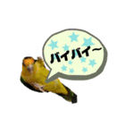 シロハラインコ(幼鳥)日常使えるスタンプ2（個別スタンプ：6）