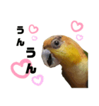 シロハラインコ(幼鳥)日常使えるスタンプ2（個別スタンプ：8）