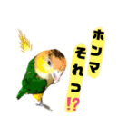 シロハラインコ(幼鳥)日常使えるスタンプ2（個別スタンプ：9）