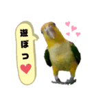 シロハラインコ(幼鳥)日常使えるスタンプ2（個別スタンプ：10）