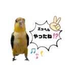 シロハラインコ(幼鳥)日常使えるスタンプ2（個別スタンプ：11）