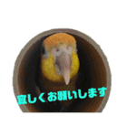 シロハラインコ(幼鳥)日常使えるスタンプ2（個別スタンプ：13）