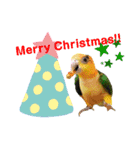 シロハラインコ(幼鳥)日常使えるスタンプ2（個別スタンプ：14）