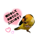 シロハラインコ(幼鳥)日常使えるスタンプ2（個別スタンプ：15）