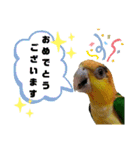 シロハラインコ(幼鳥)日常使えるスタンプ2（個別スタンプ：16）