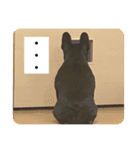 jolie＆petit（個別スタンプ：11）