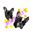 jolie＆petit（個別スタンプ：16）
