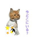 原田家のにゃんこず（個別スタンプ：1）