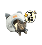 原田家のにゃんこず（個別スタンプ：5）